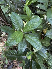 Lasianthus lanceolatus