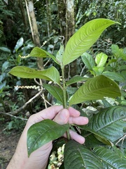 Lasianthus lanceolatus