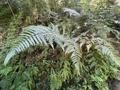 Cyathea borinquena