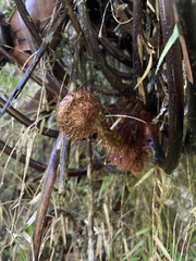 Cyathea borinquena