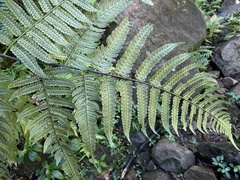 Cyathea borinquena