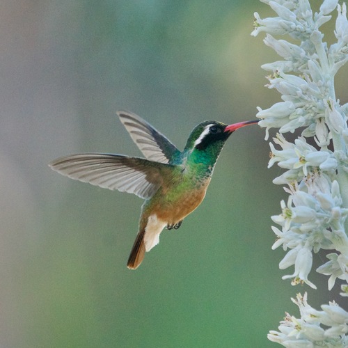 Xantus's Hummingbird (Basilinna xantusii), photo 8