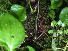 Plethodon dunni