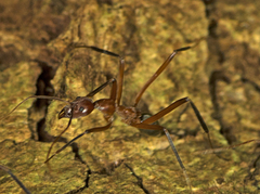 Leptomyrmex tibialis