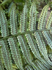 Cyathea borinquena