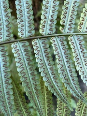 Cyathea borinquena