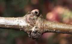 Andricus indistinctus