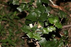 Alchornea ilicifolia