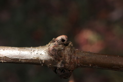 Andricus indistinctus