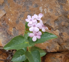 Teedia pubescens