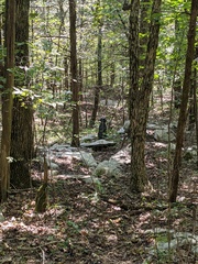 Hylocichla mustelina