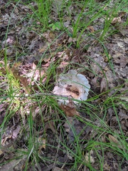 Lactarius indigo