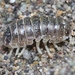 Spotted Calloused Beach Pillbug - Photo (c) J. Bailey, some rights reserved (CC BY-NC)