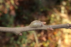 Zapatella quercusmedullae