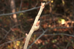 Zapatella quercusmedullae
