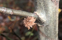 Dryocosmus floridensis