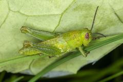 Melanoplus packardii