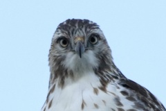 Buteo jamaicensis