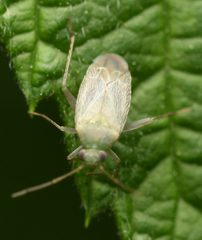 Asciodema obsoleta