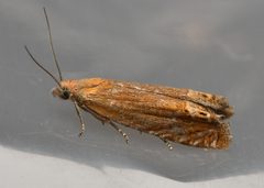 Lathronympha strigana