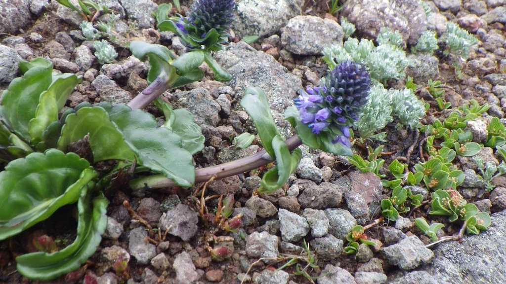 Lagotis yesoensis