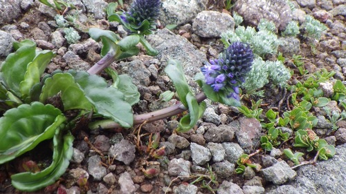 Lagotis yesoensis iNat (1)
