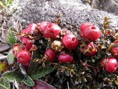 Gaultheria parvula