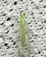Chrysopa commata