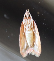 Lophopepla igniferella