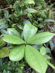 Daphnopsis philippiana