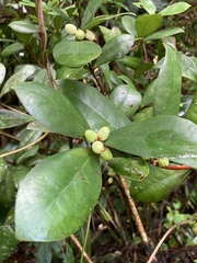 Daphnopsis philippiana