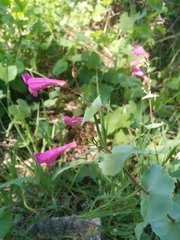 Penstemon pseudospectabilis
