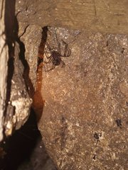 Hickmania troglodytes