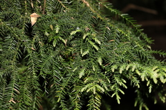 Araucaria cunninghamii