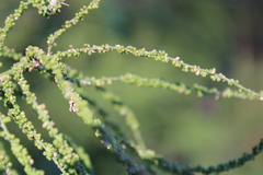 Dysphania anthelmintica