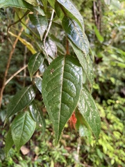 Hirtella rugosa