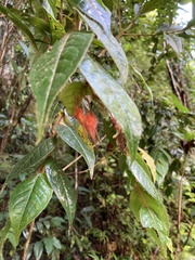 Hirtella rugosa
