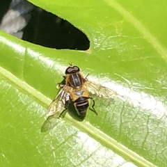 Helophilus eristaloidea