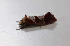 Choristis discotypa