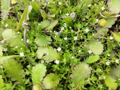 Crassula sinclairii