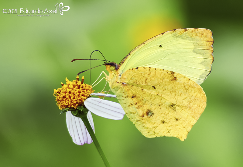 Salome Yellow