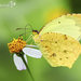 Mariposa Amarilla Salomé - Photo (c) Eduardo Axel Recillas Bautista, algunos derechos reservados (CC BY-NC), subido por Eduardo Axel Recillas Bautista