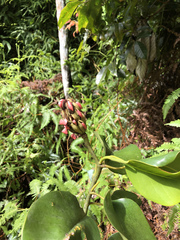 Magnolia portoricensis