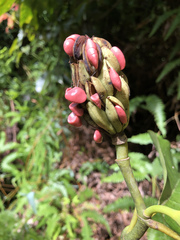 Magnolia portoricensis