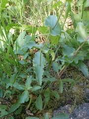 Penstemon pseudospectabilis