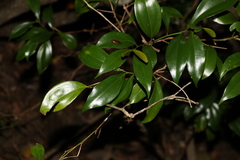 Cryptocarya laevigata
