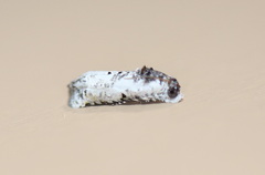 Oriodryas olbophora