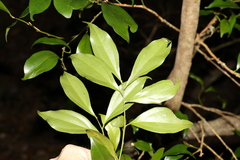 Cryptocarya laevigata