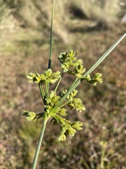 Cyperus pseudovegetus