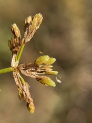 Cyperus pseudovegetus